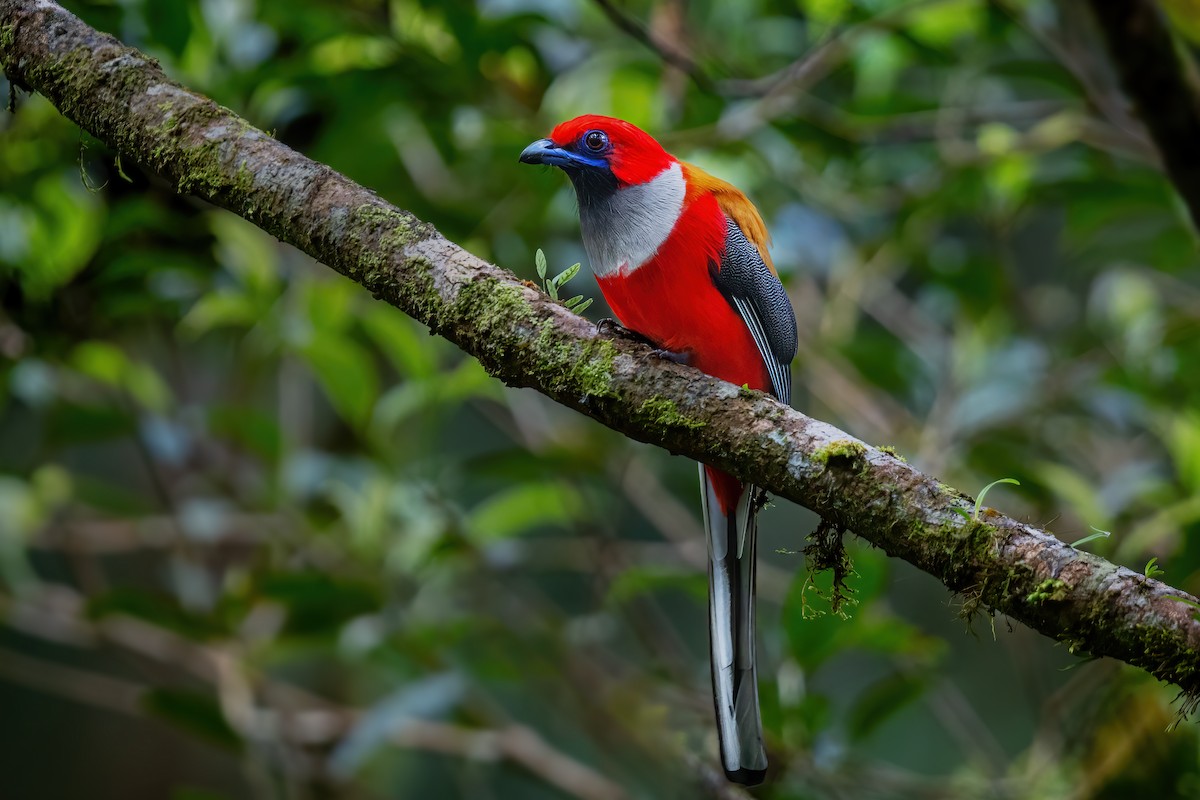 Whitehead's Trogon - ML559148051