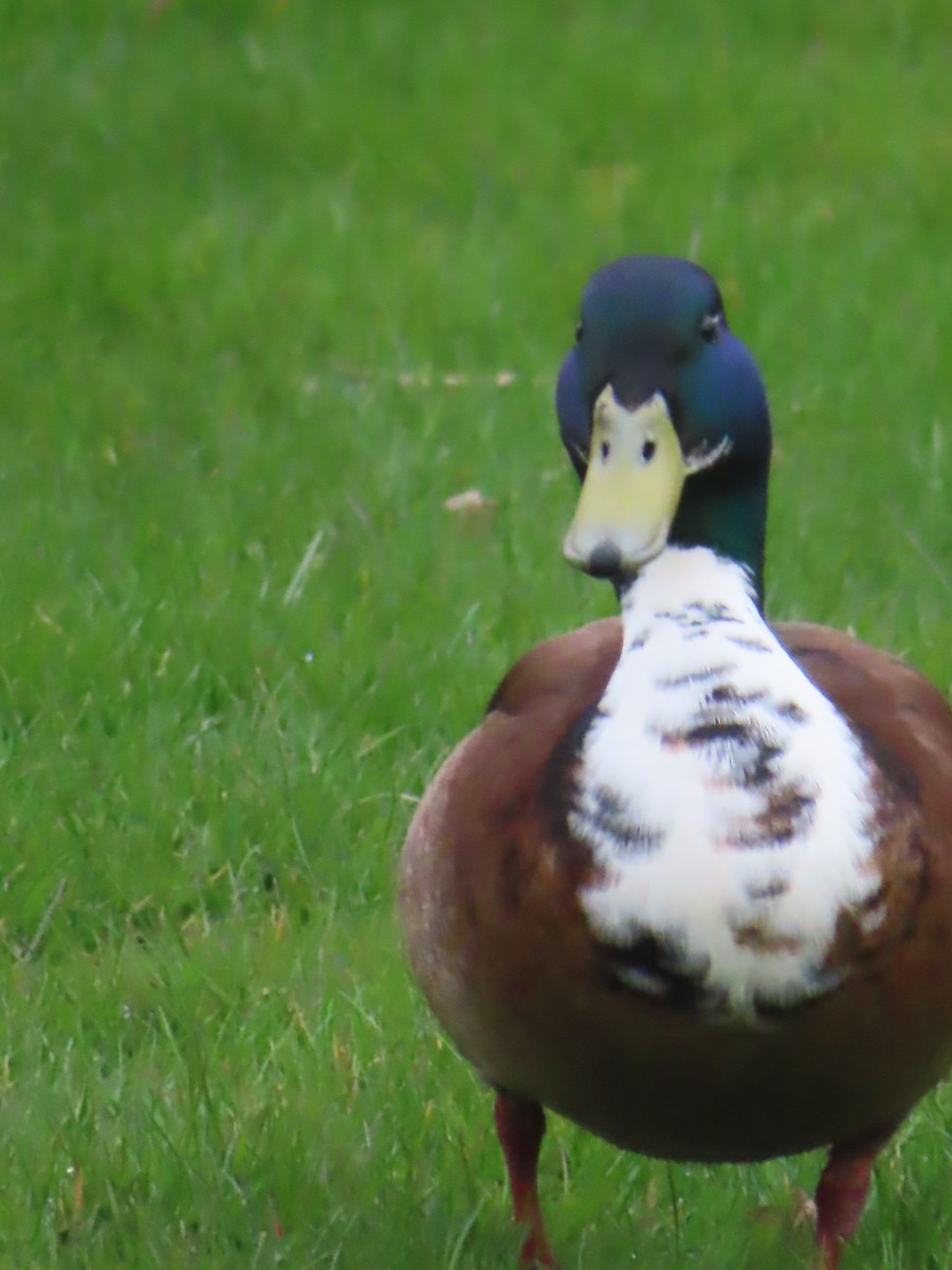 Mallard (Domestic type) - Ursula  Mitra