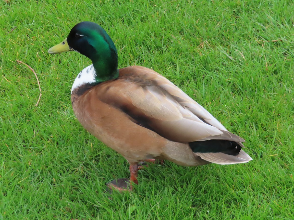 Mallard (Domestic type) - Ursula  Mitra