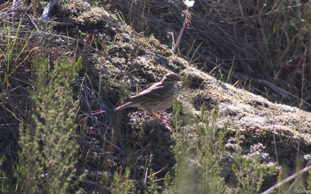 Meadow Pipit - ML55914981