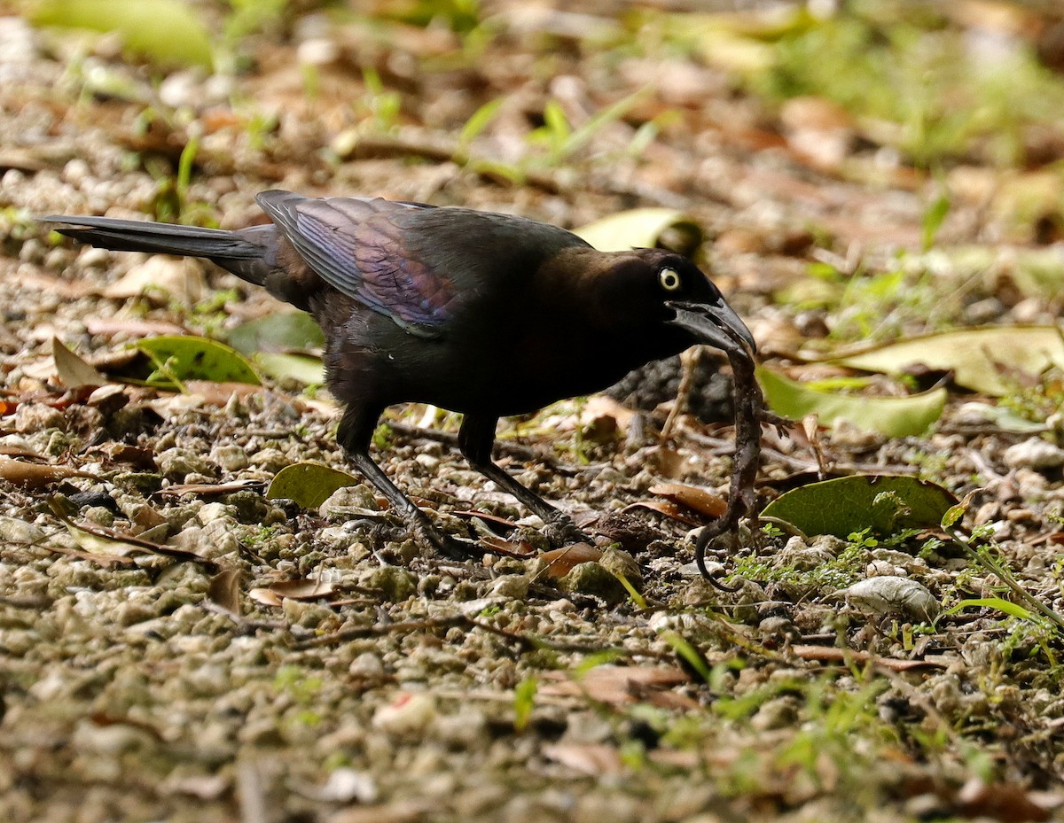 Common Grackle - ML559149931