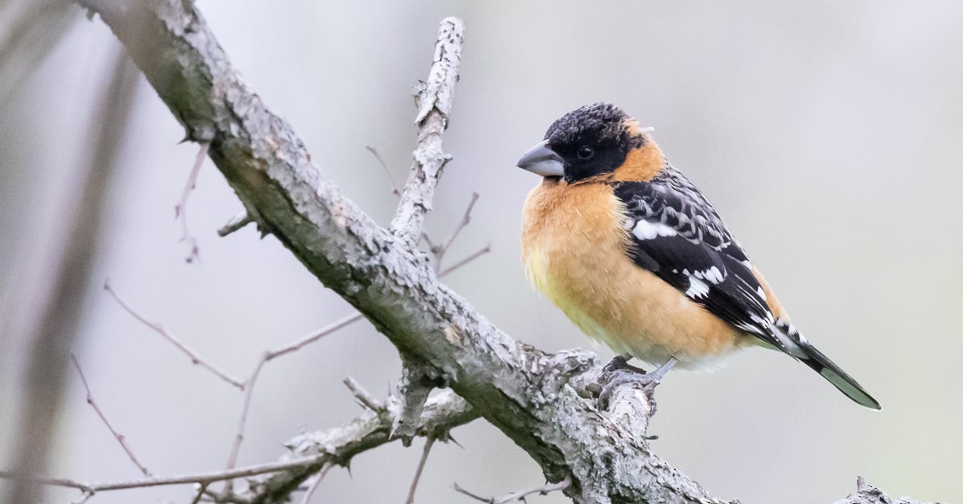 eBird Checklist - 17 Apr 2023 - BHGR Stakeout 2023 - 1 species