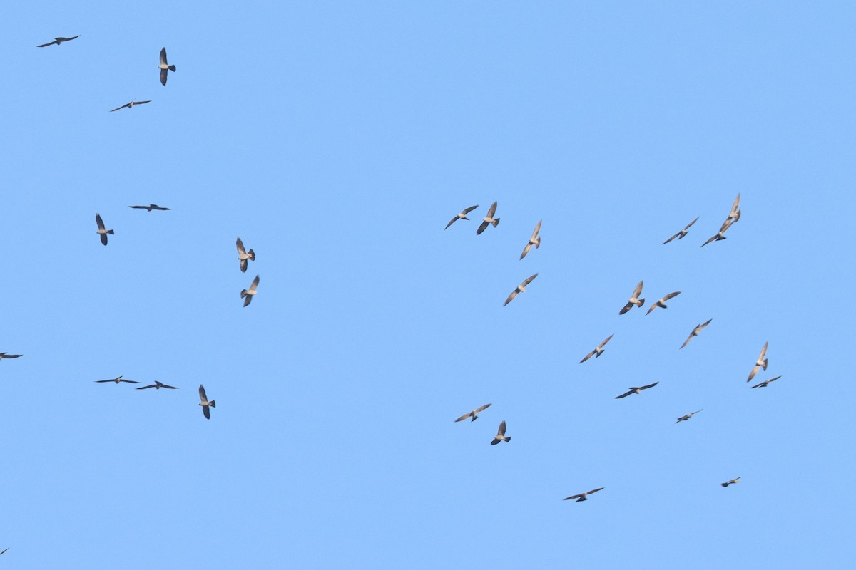 Mississippi Kite - ML559150281