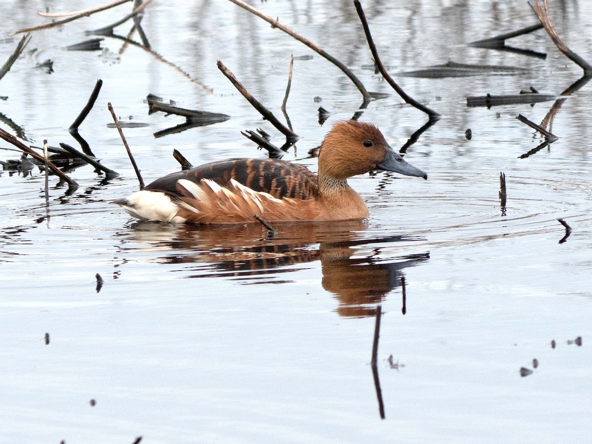 Dendrocygne fauve - ML559151921