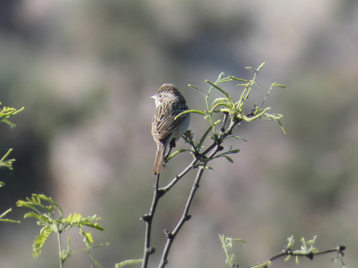 Brewer's Sparrow - ML559152451