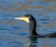 Great Cormorant - ML559154021