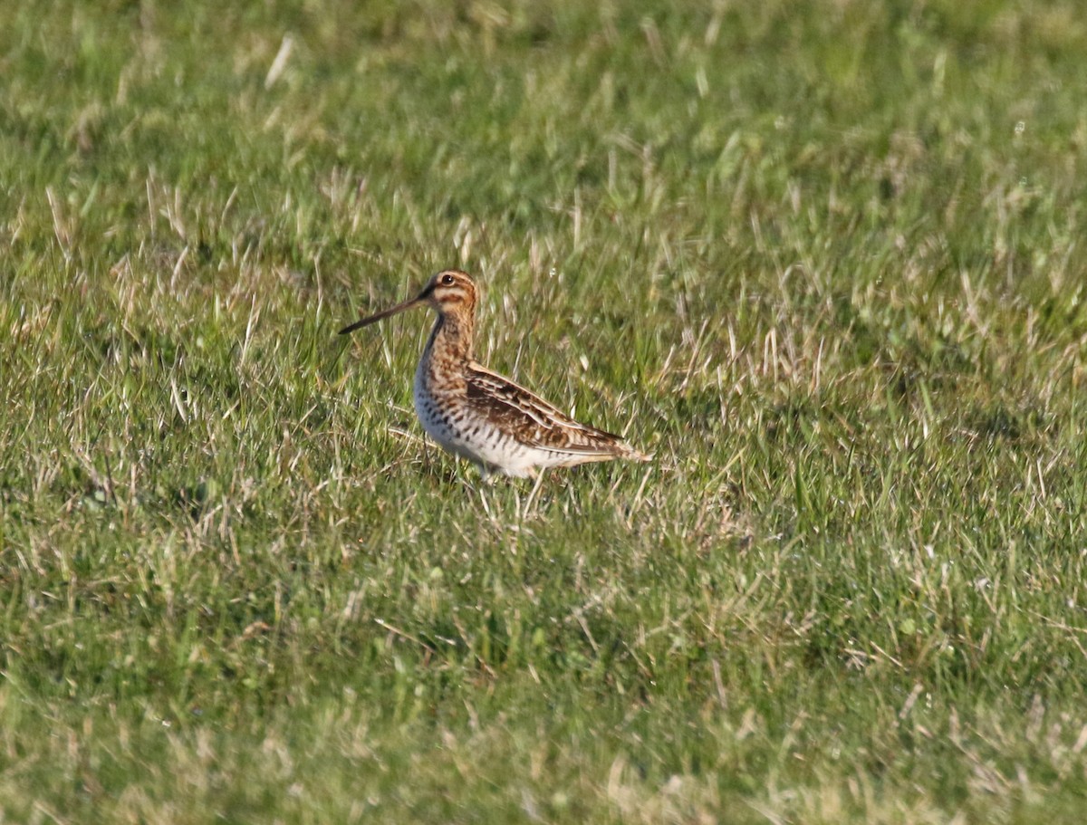 Wilson's Snipe - ML55915551