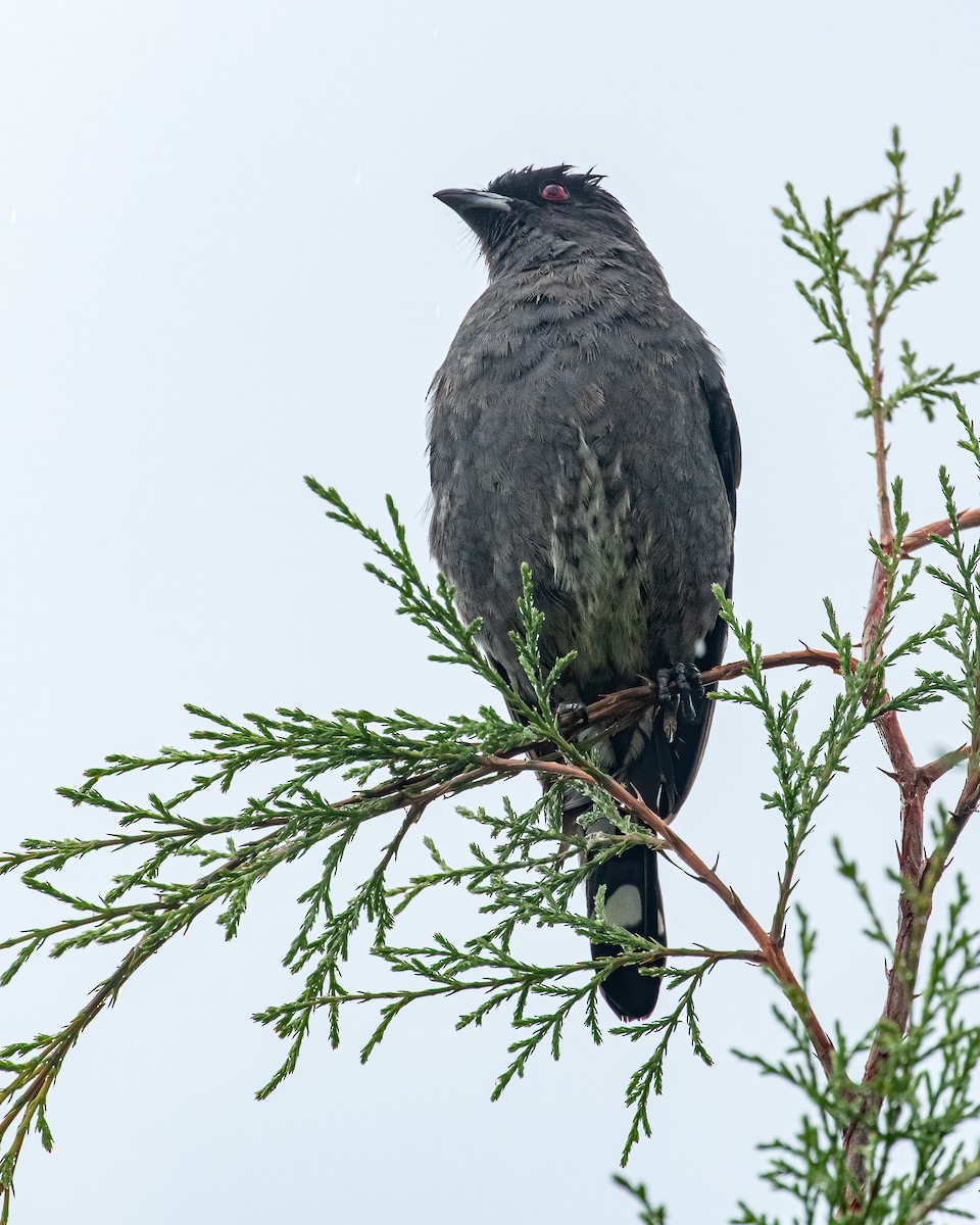 Cotinga à huppe rouge - ML559157251