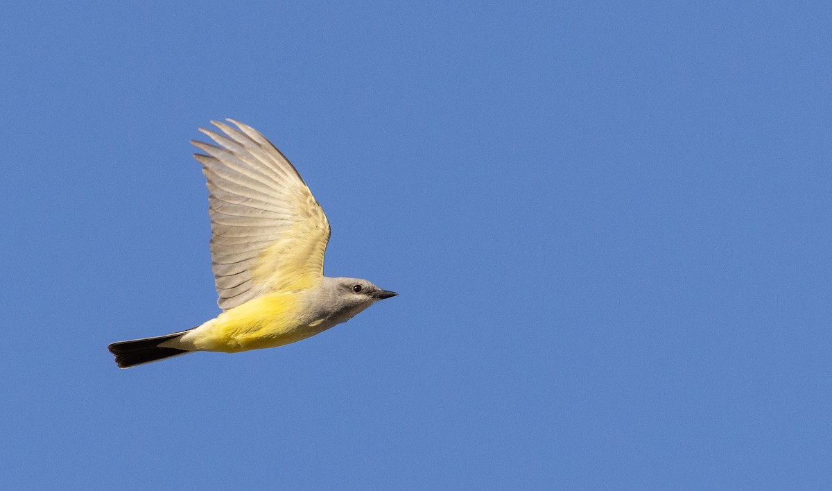 Western Kingbird - ML559158811