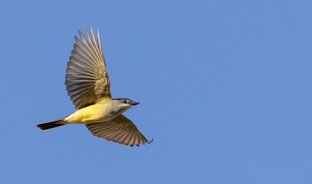 Western Kingbird - ML559158821