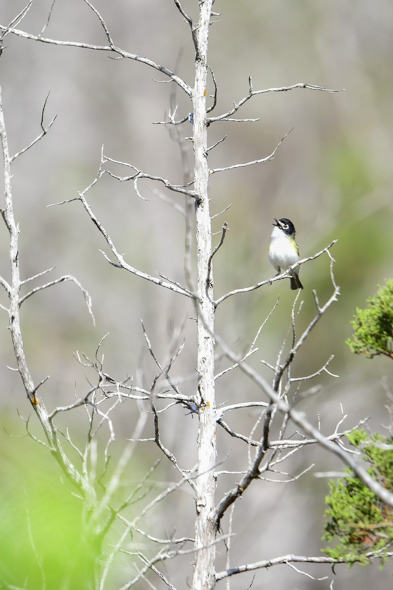 Black-capped Vireo - Raphaël Nussbaumer