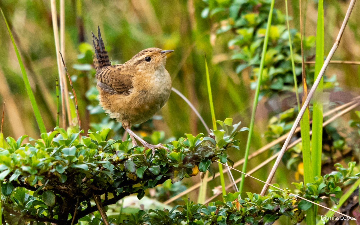 Grass Wren - Diana López G