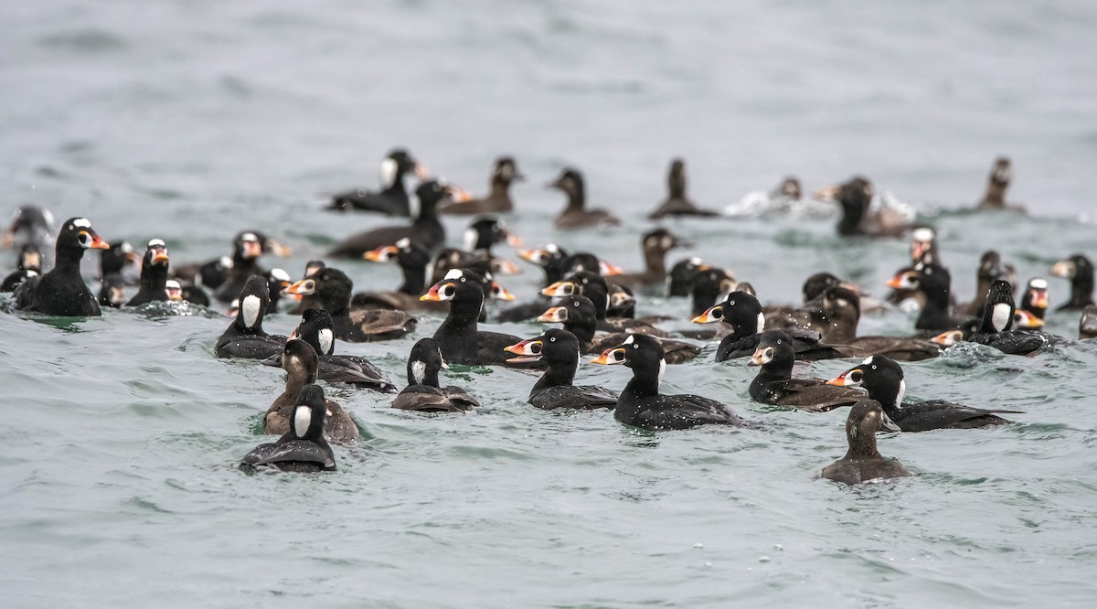 Surf Scoter - ML559159421