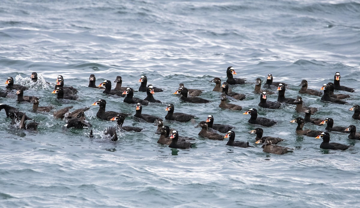 Surf Scoter - ML559159441