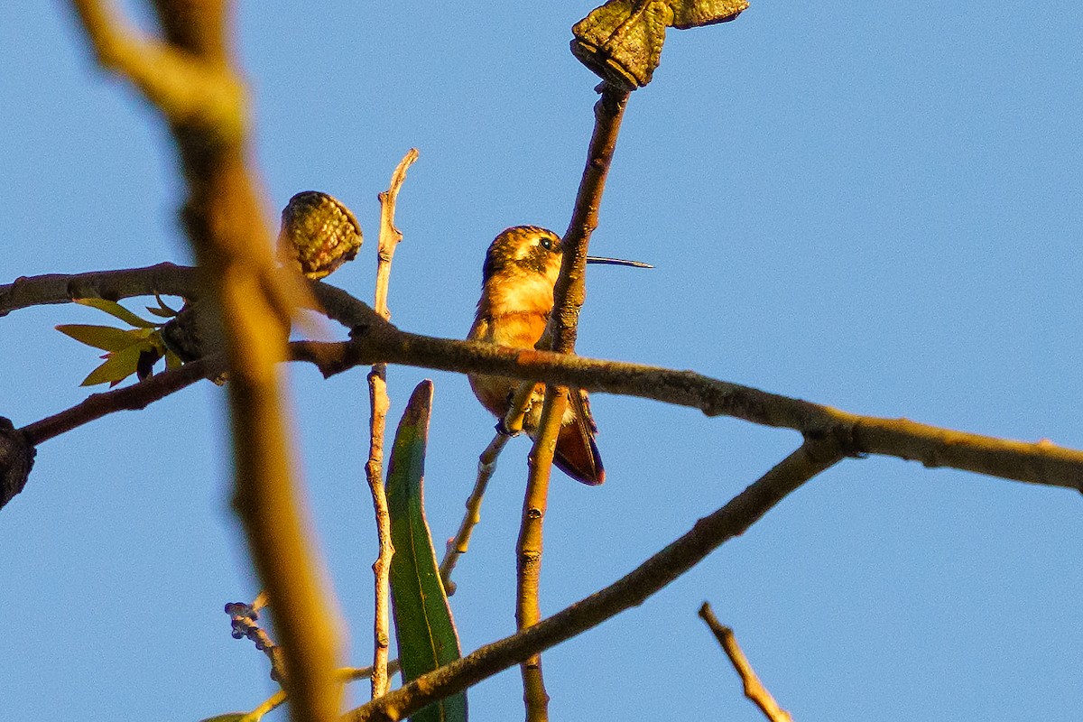 Colibri améthyste - ML559159581