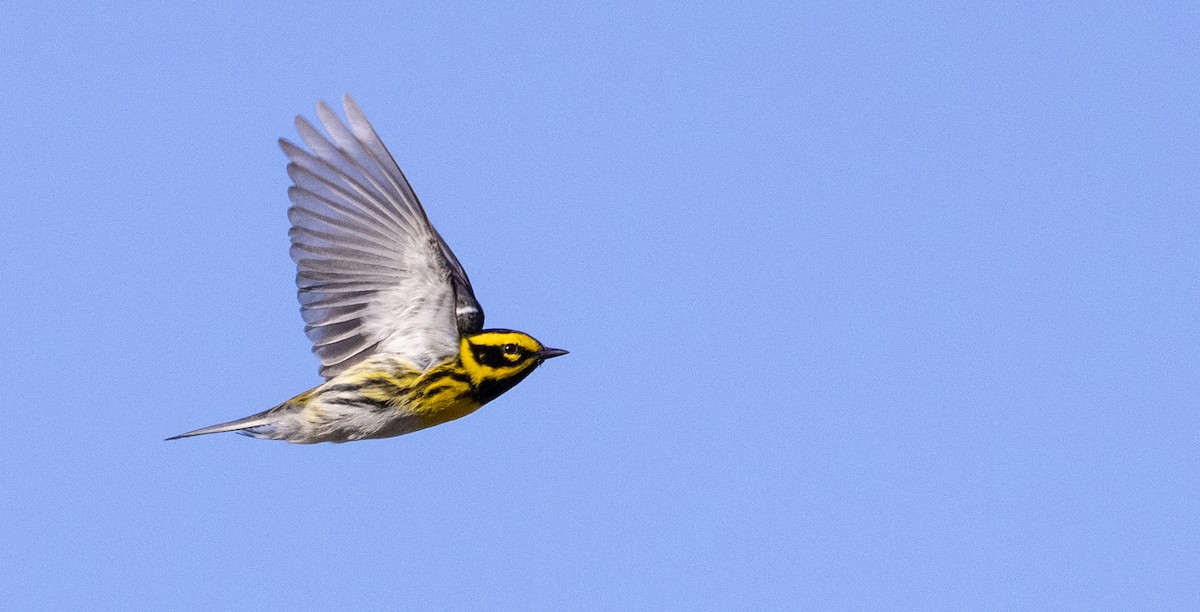 Townsend's Warbler - ML559159871