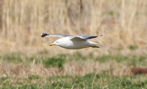 California Gull - ML559160091