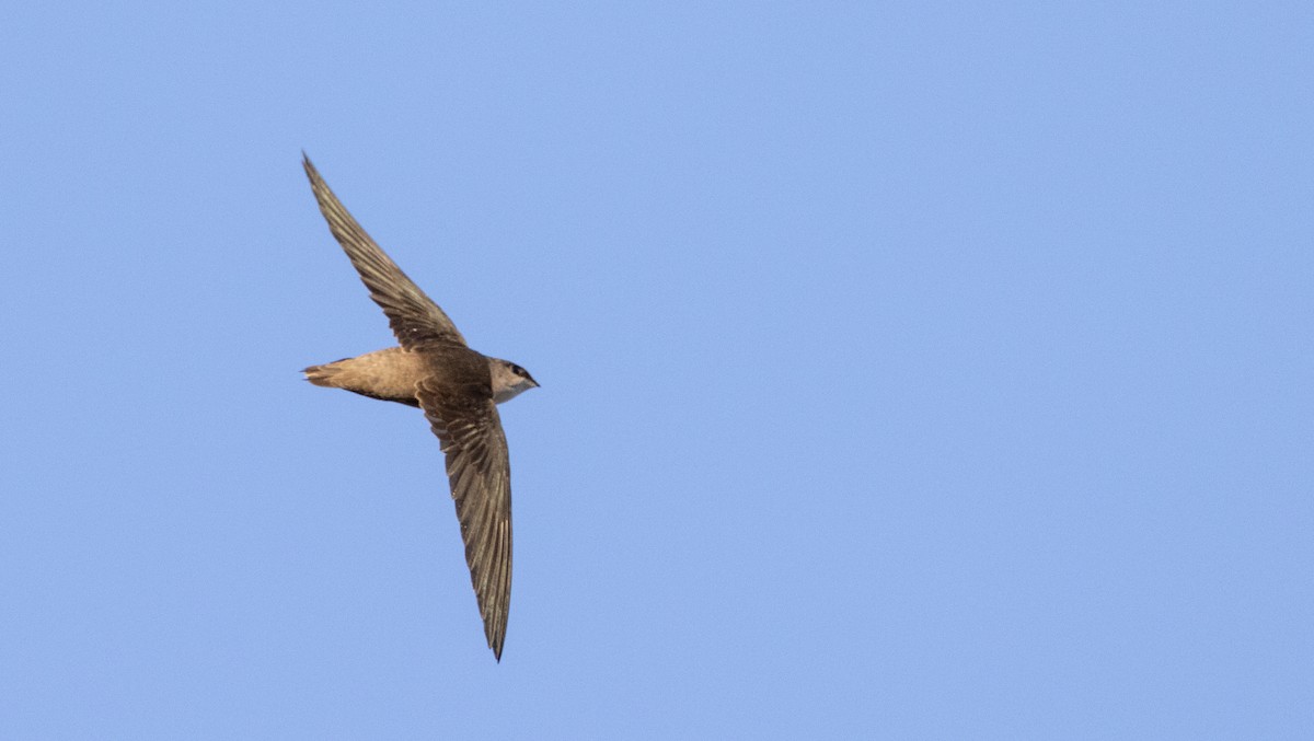 eBird Checklist - 17 Apr 2023 - Angeles NF--Bear Divide - 60 species ...
