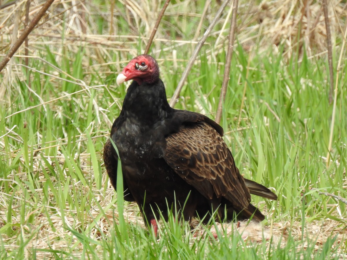 Urubu à tête rouge - ML559161061