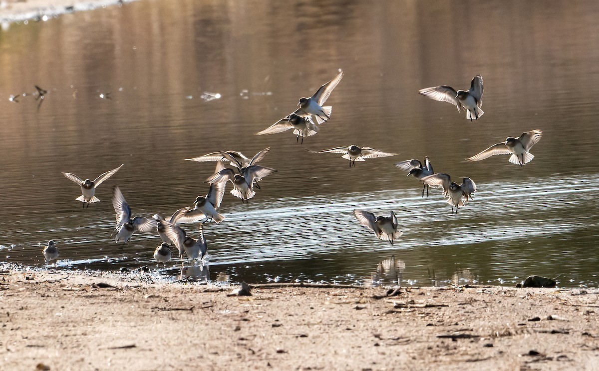 Baird's Sandpiper - ML559161201