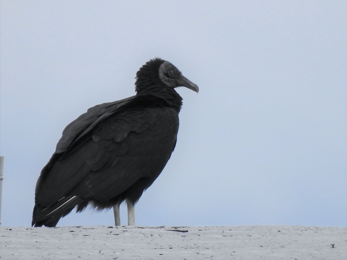 Black Vulture - ML559161721