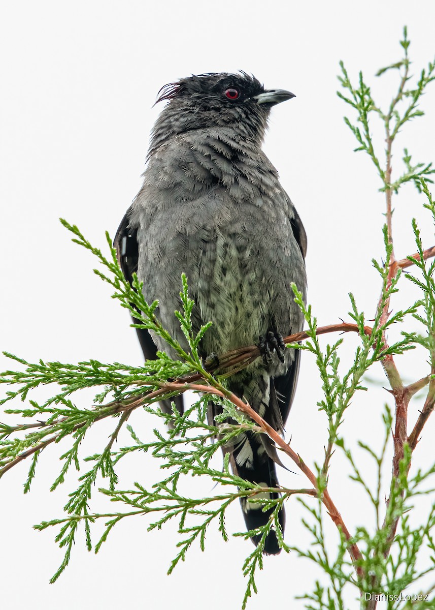 Cotinga Crestirrojo - ML559161971