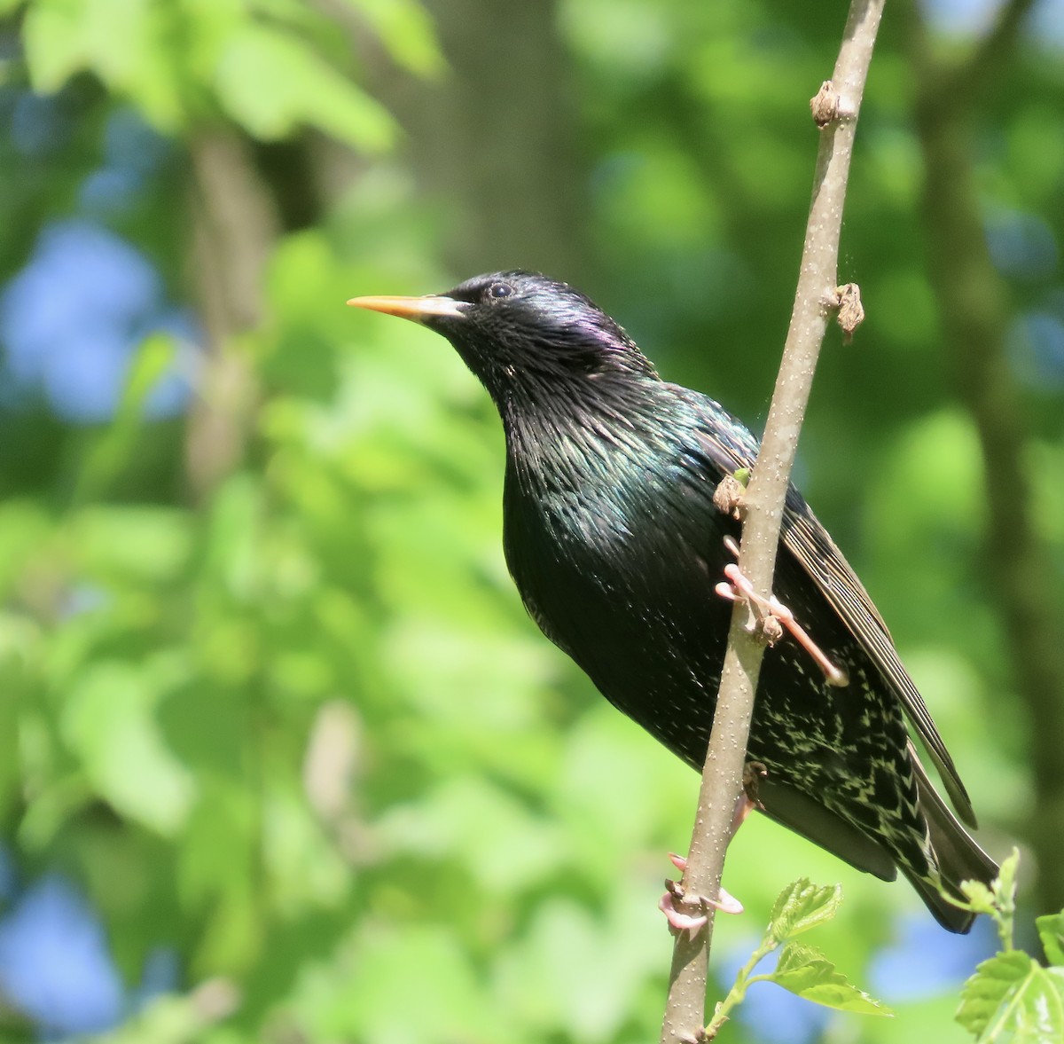 European Starling - ML559161991