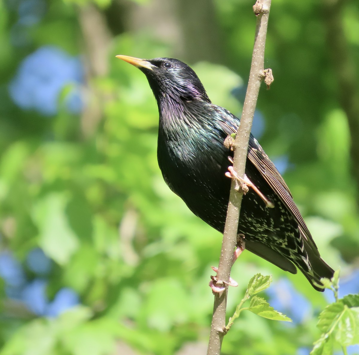 European Starling - ML559162001