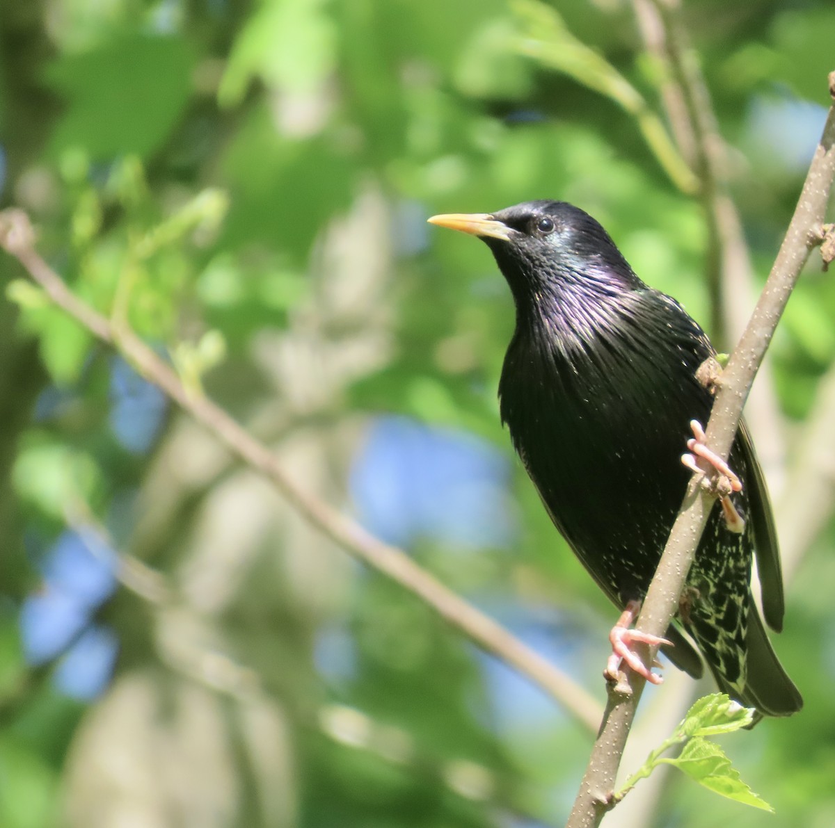 European Starling - ML559162011