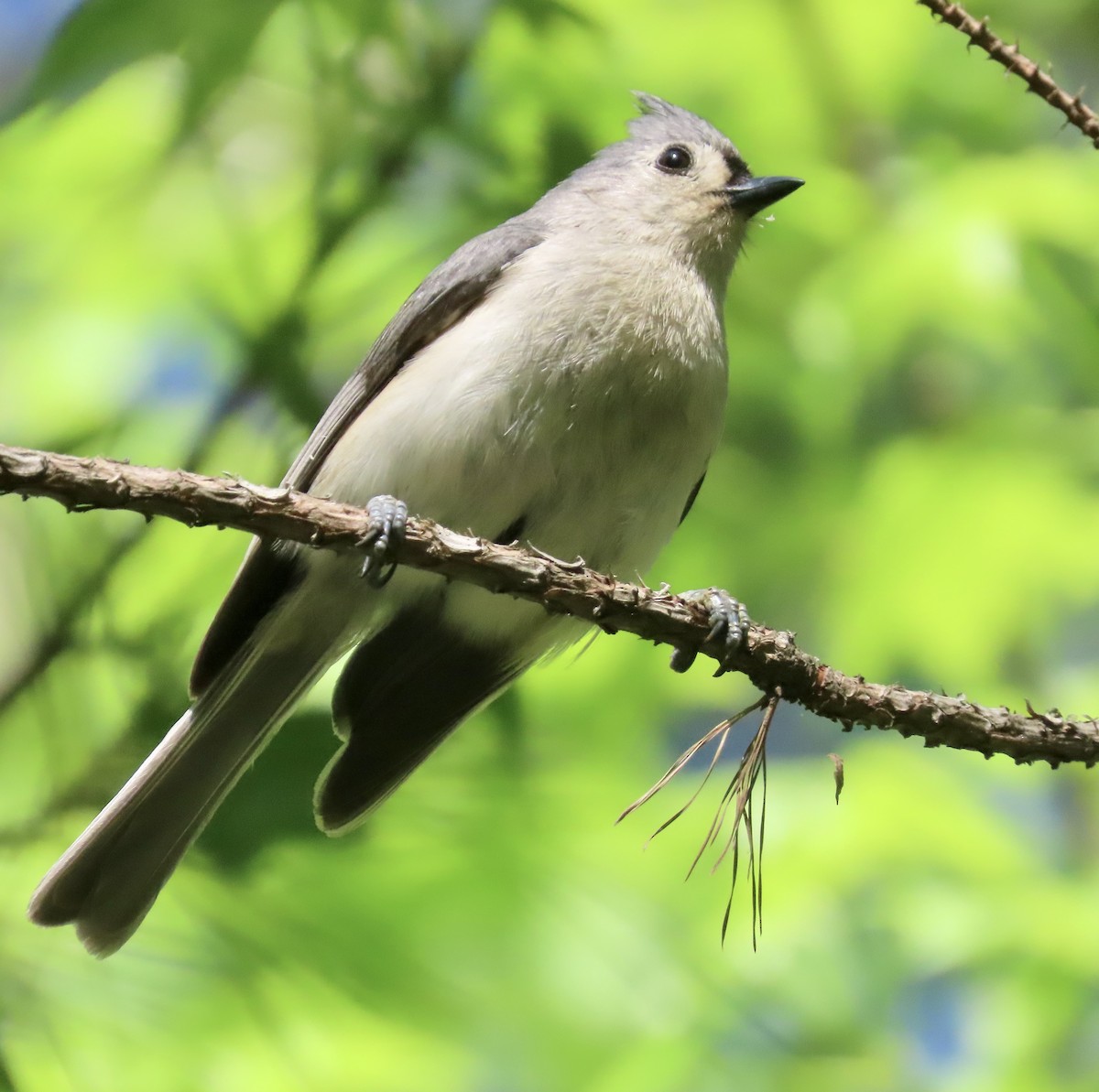 Tufted Titmouse - ML559162031