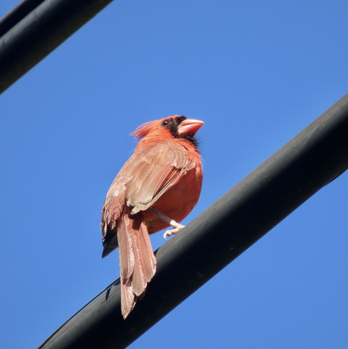 Northern Cardinal - ML559162111