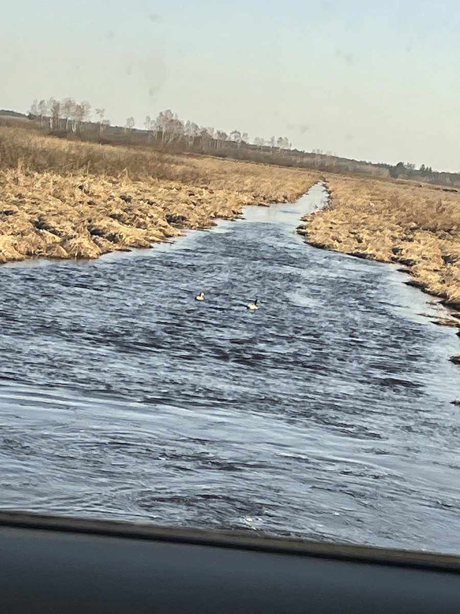 Mallard - ML559163261