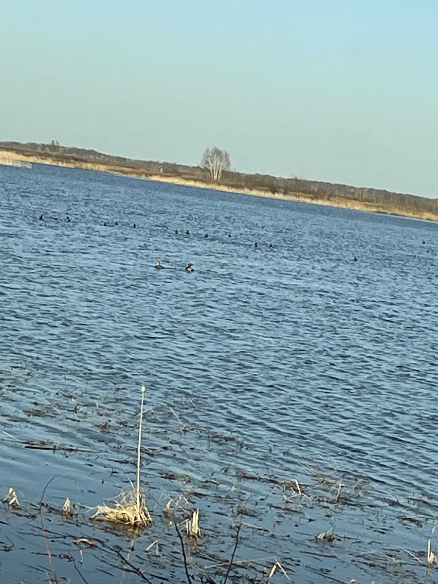 Ring-necked Duck - ML559163331