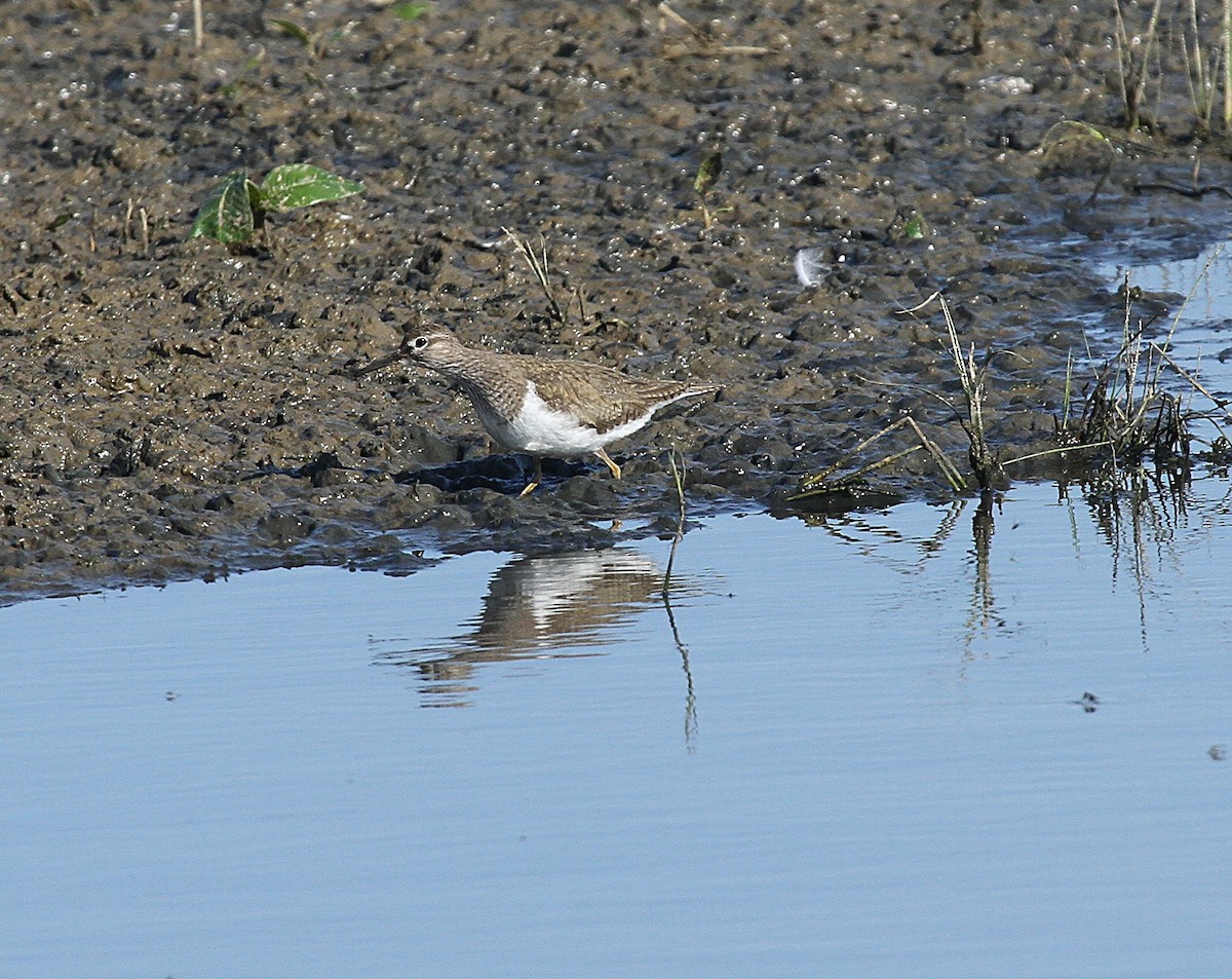 Common Sandpiper - Matthew Mellor