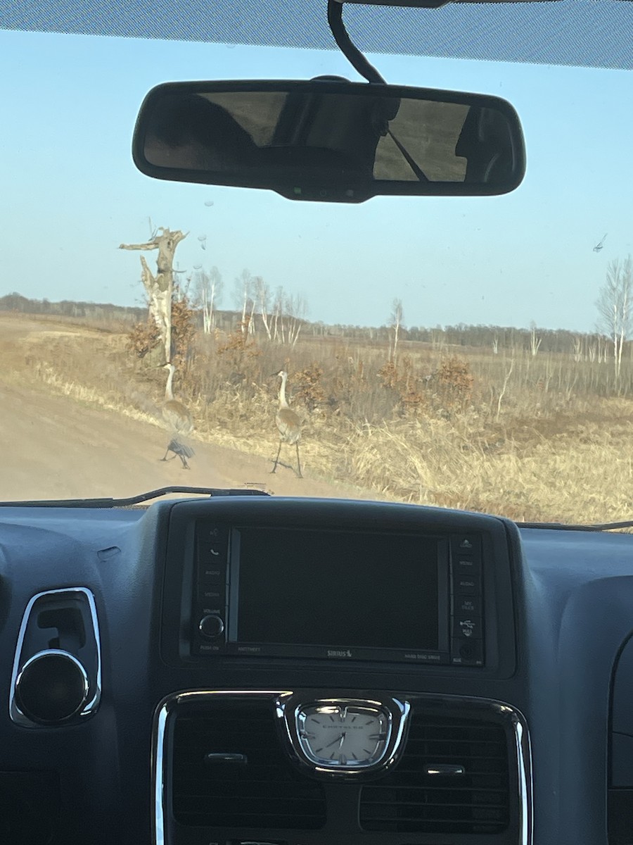 Sandhill Crane - ML559163391