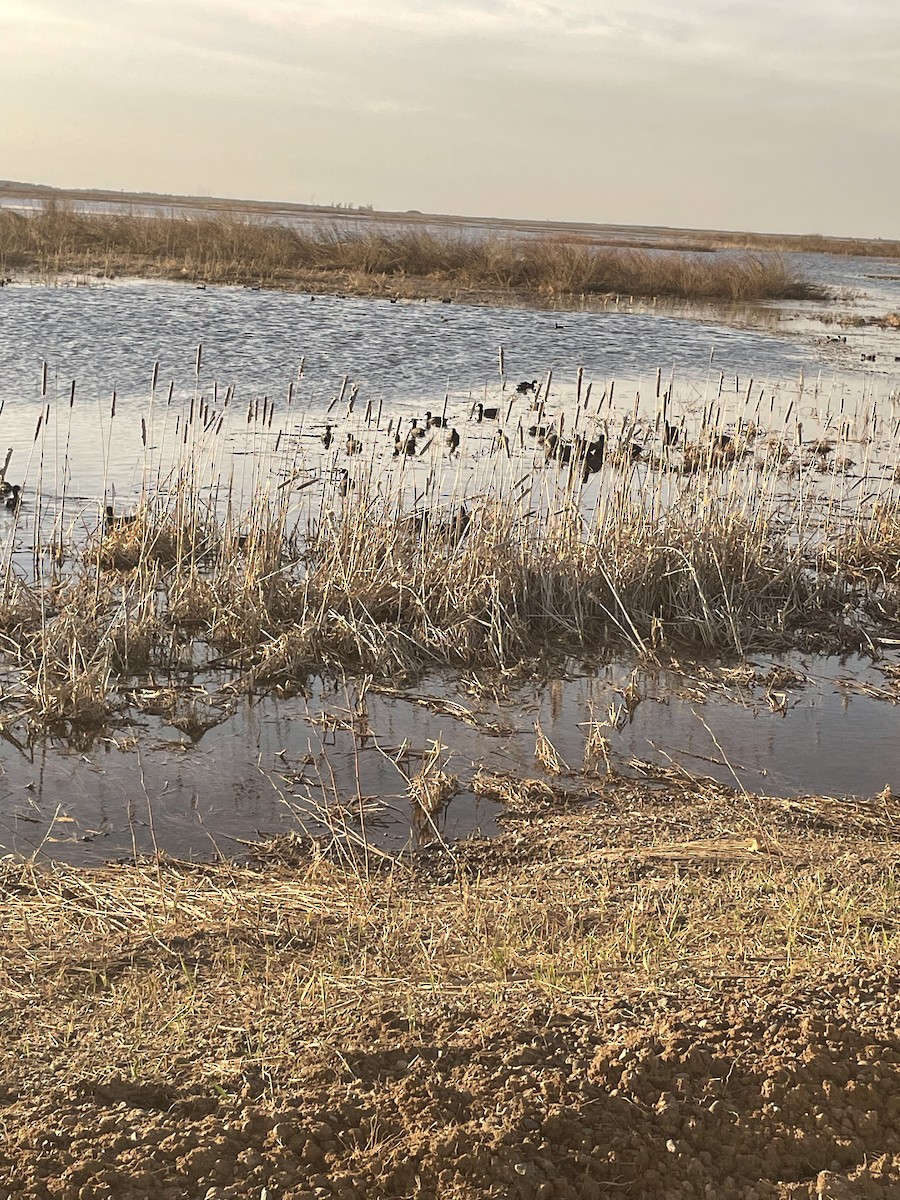 American Coot - ML559163881