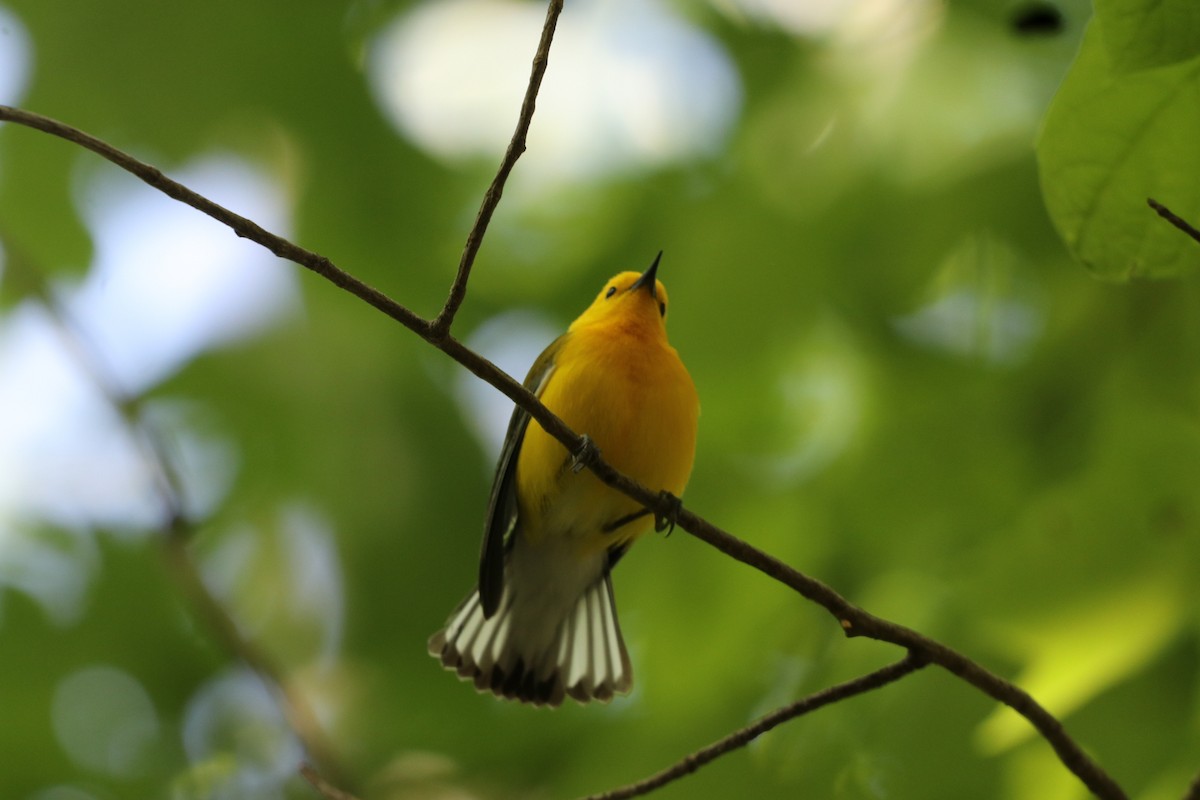 Prothonotary Warbler - Vickie Becker