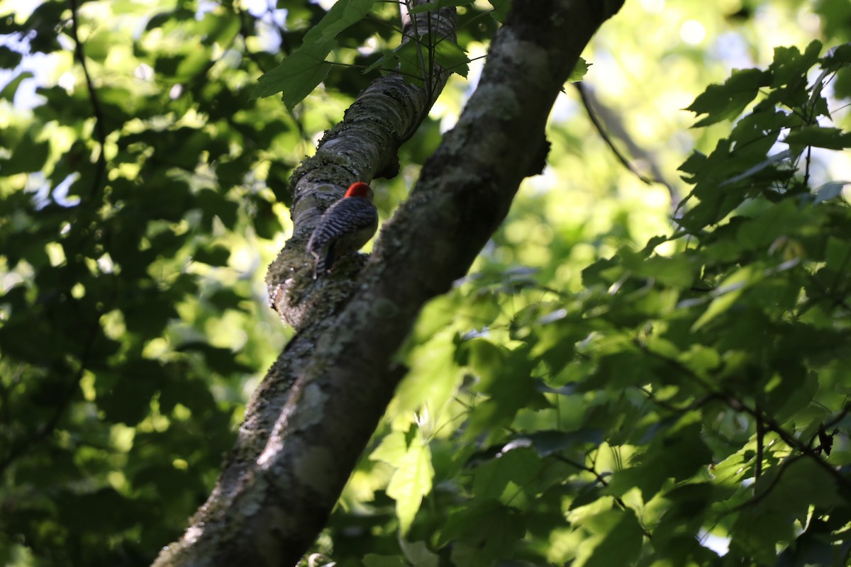 Red-bellied Woodpecker - Vickie Becker