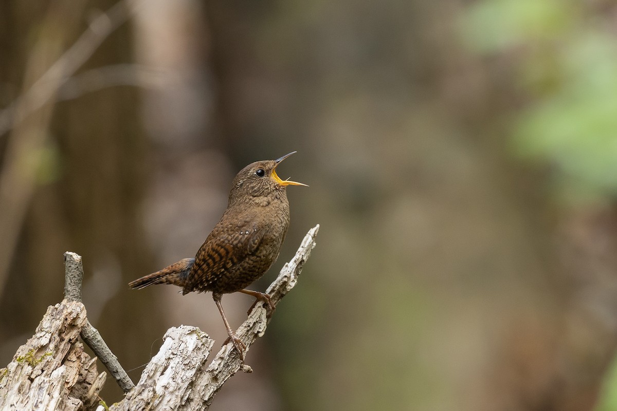 Eurasian Wren (Eurasian) - ML559165571