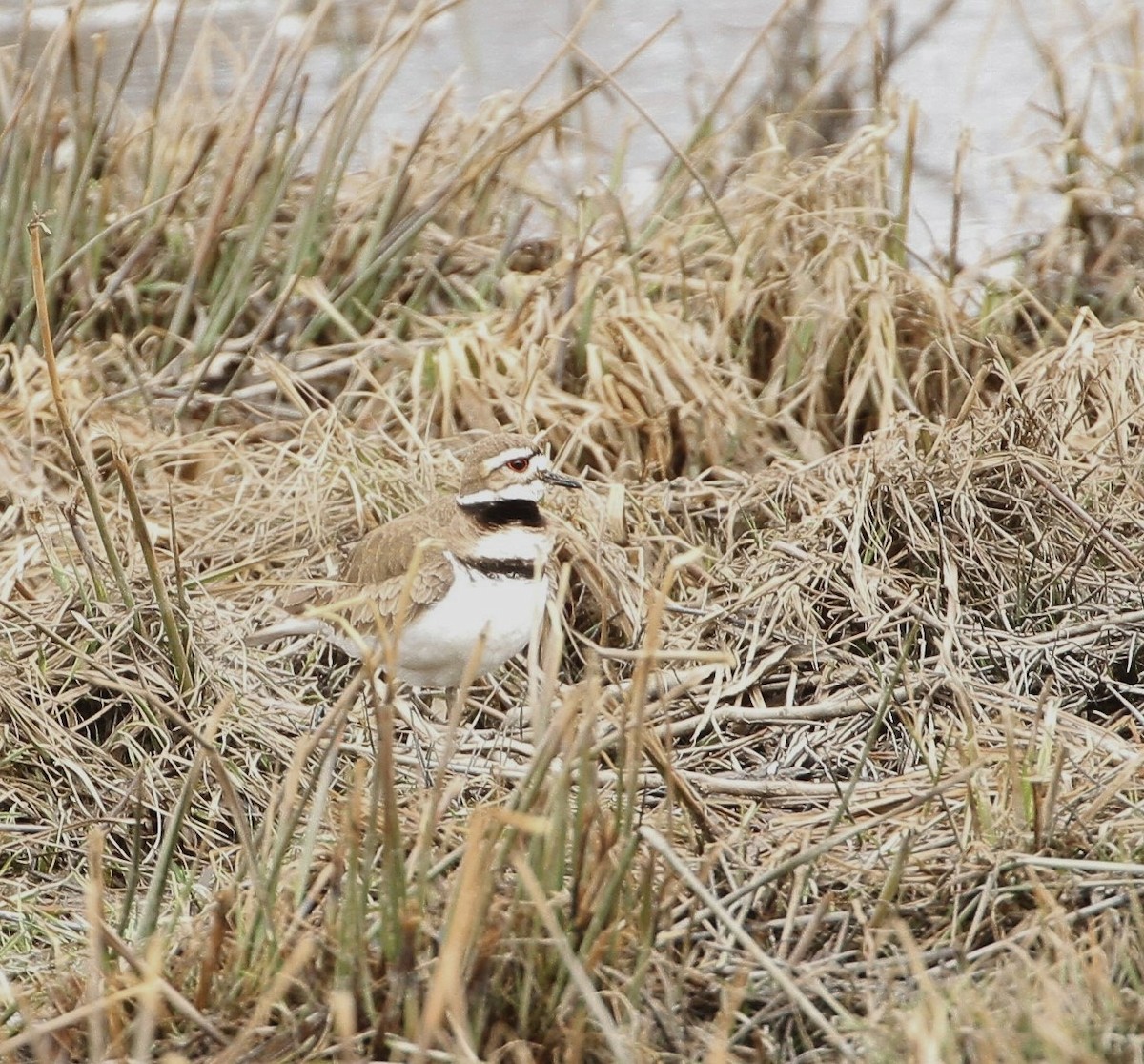 Killdeer - ML559165591