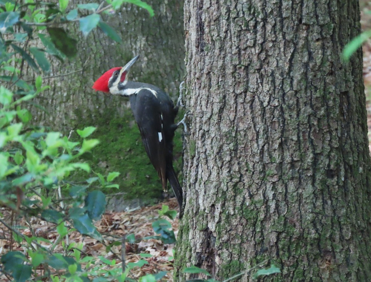 Pileated Woodpecker - ML559165801