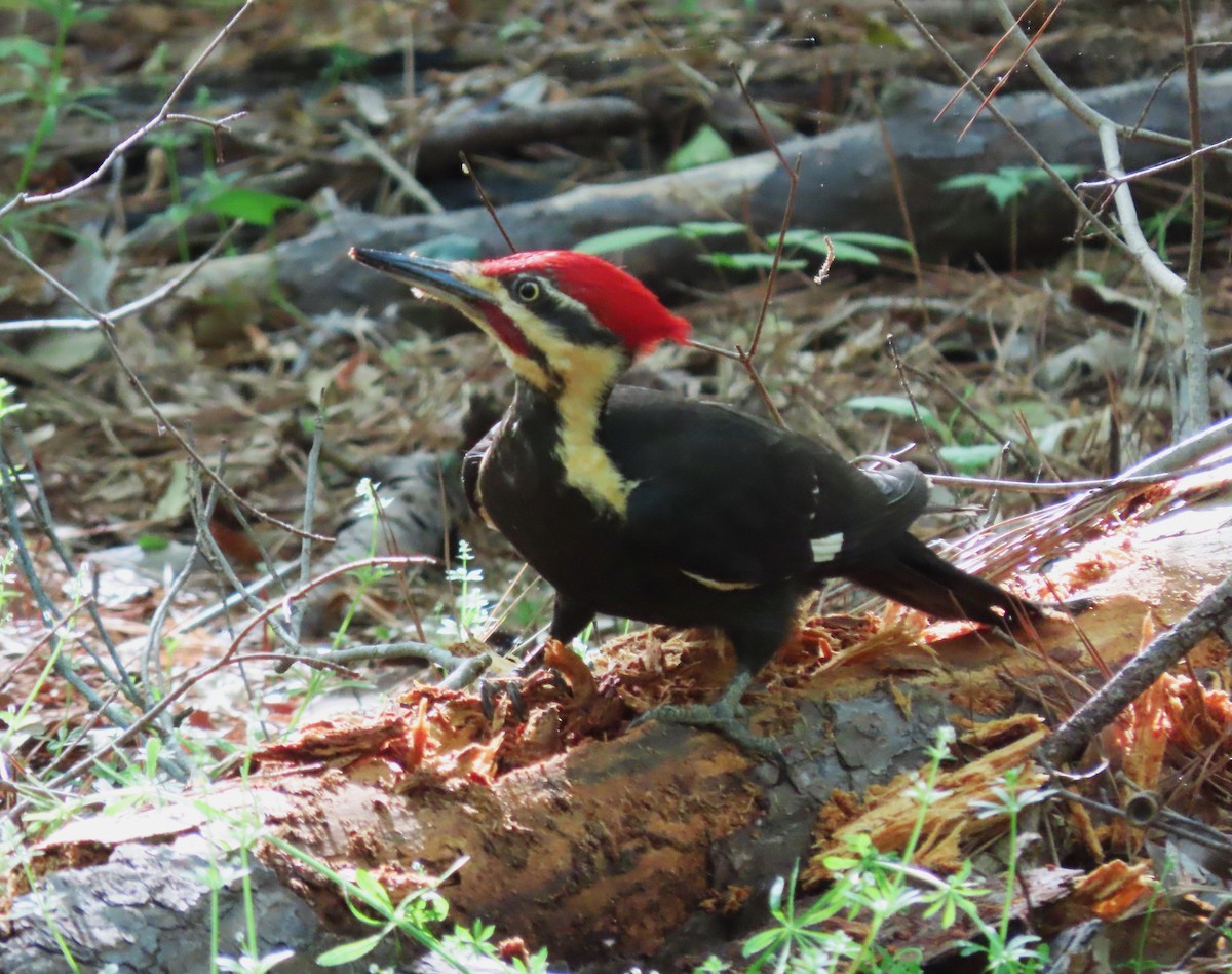 Pileated Woodpecker - ML559165811