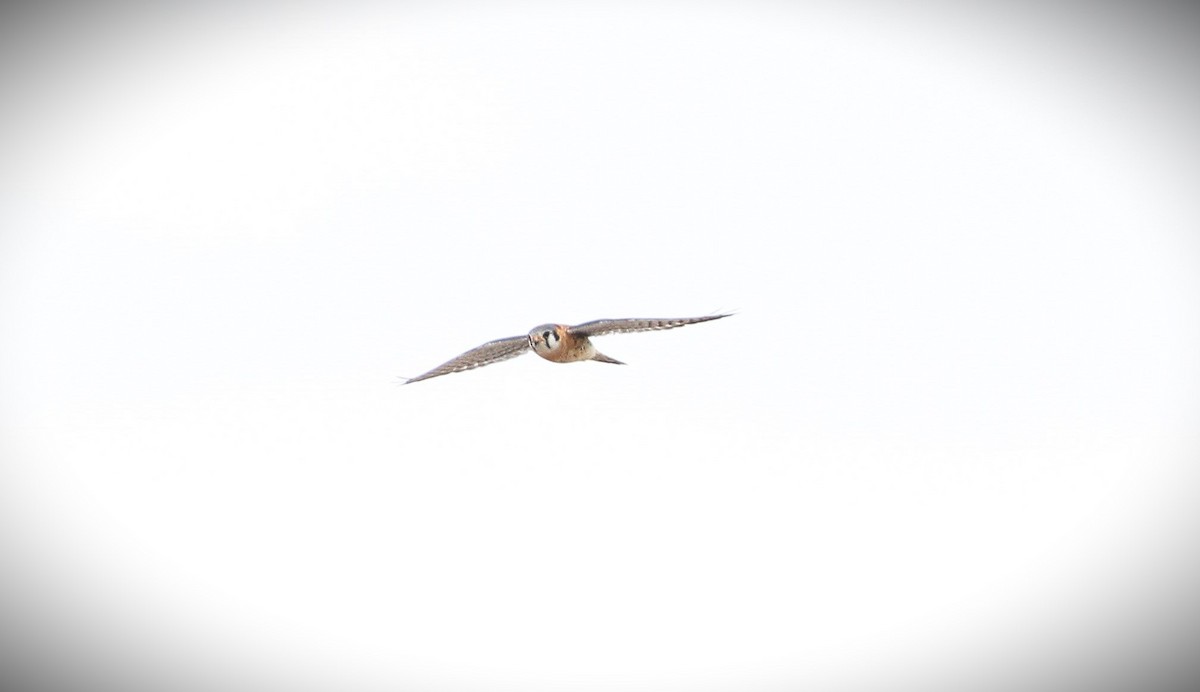 American Kestrel - Gisèle Labonté