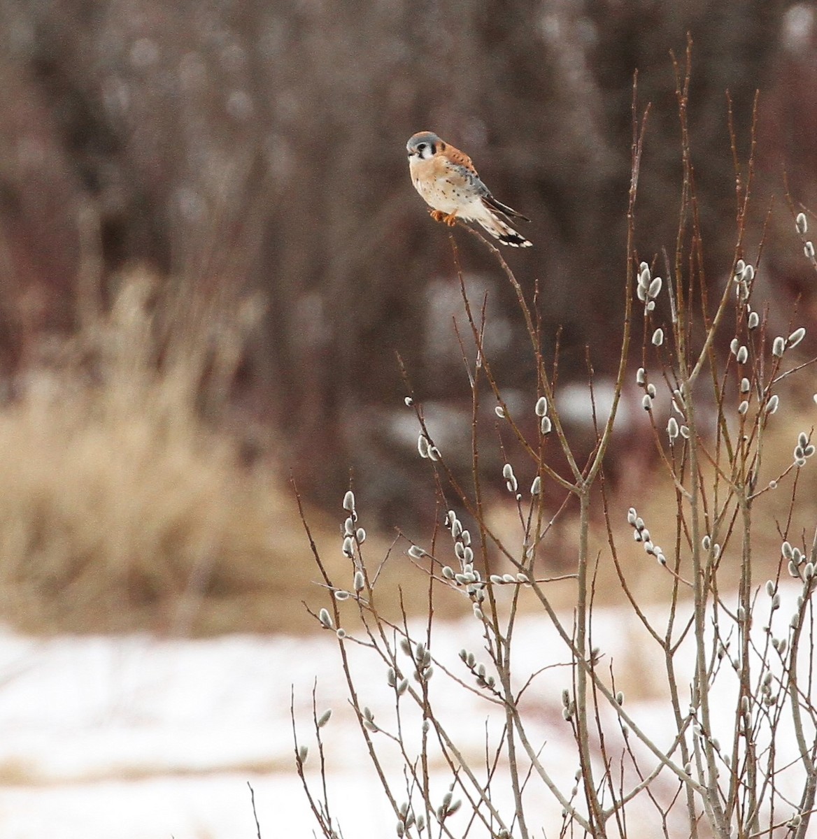 American Kestrel - ML559166181