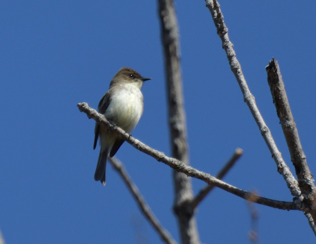 Eastern Phoebe - ML559166241