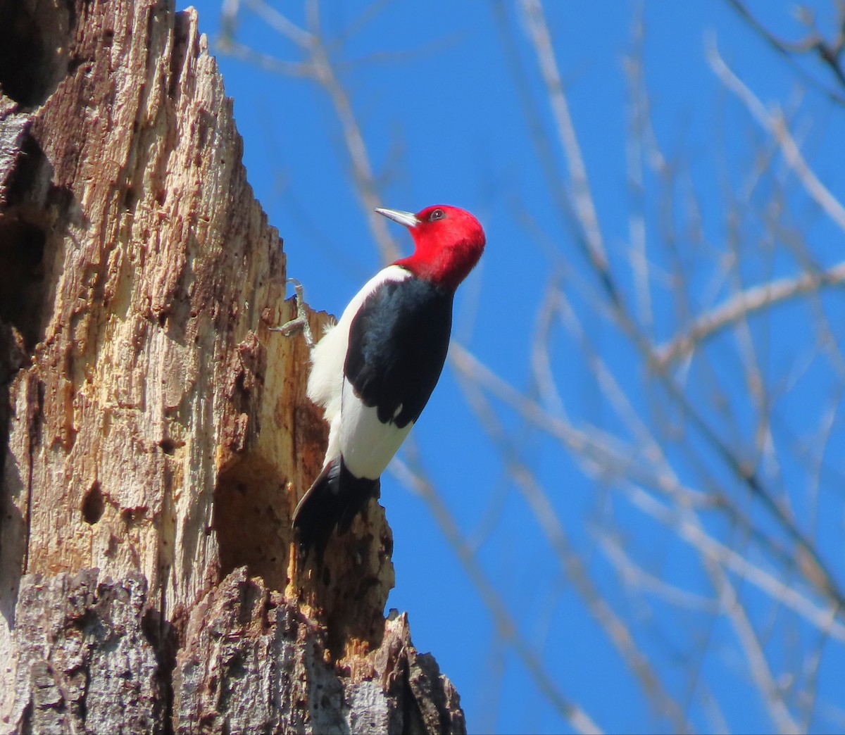 Red-headed Woodpecker - ML559167061