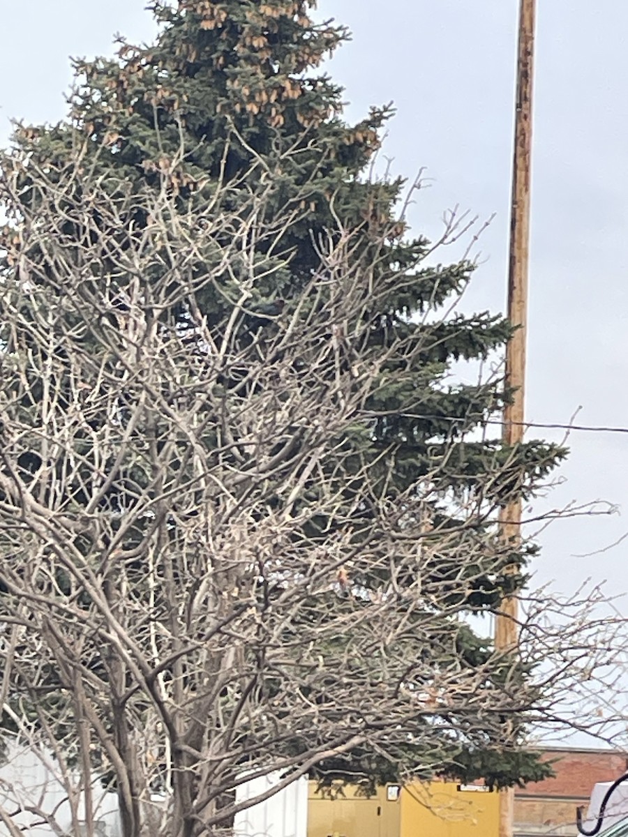 Brown-headed Cowbird - ML559167091