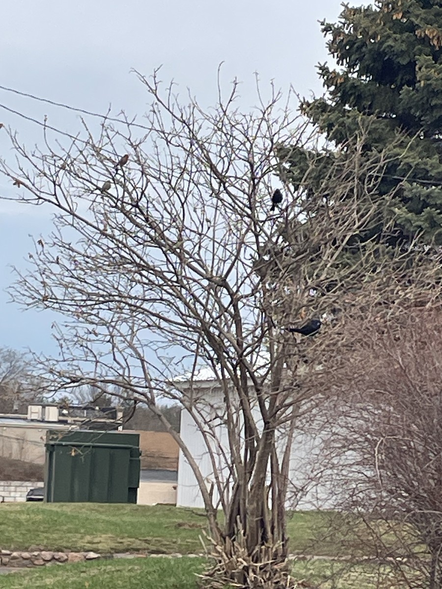 Fox Sparrow - ML559167131