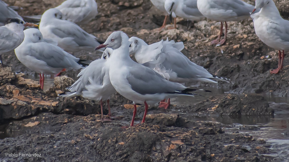 Gray-hooded Gull - ML559167301