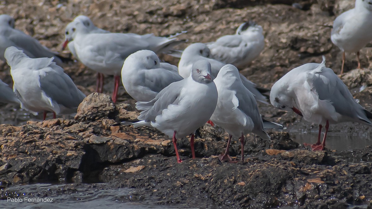 Gray-hooded Gull - ML559167321